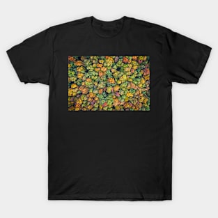 Aerial view of color autumn forest T-Shirt